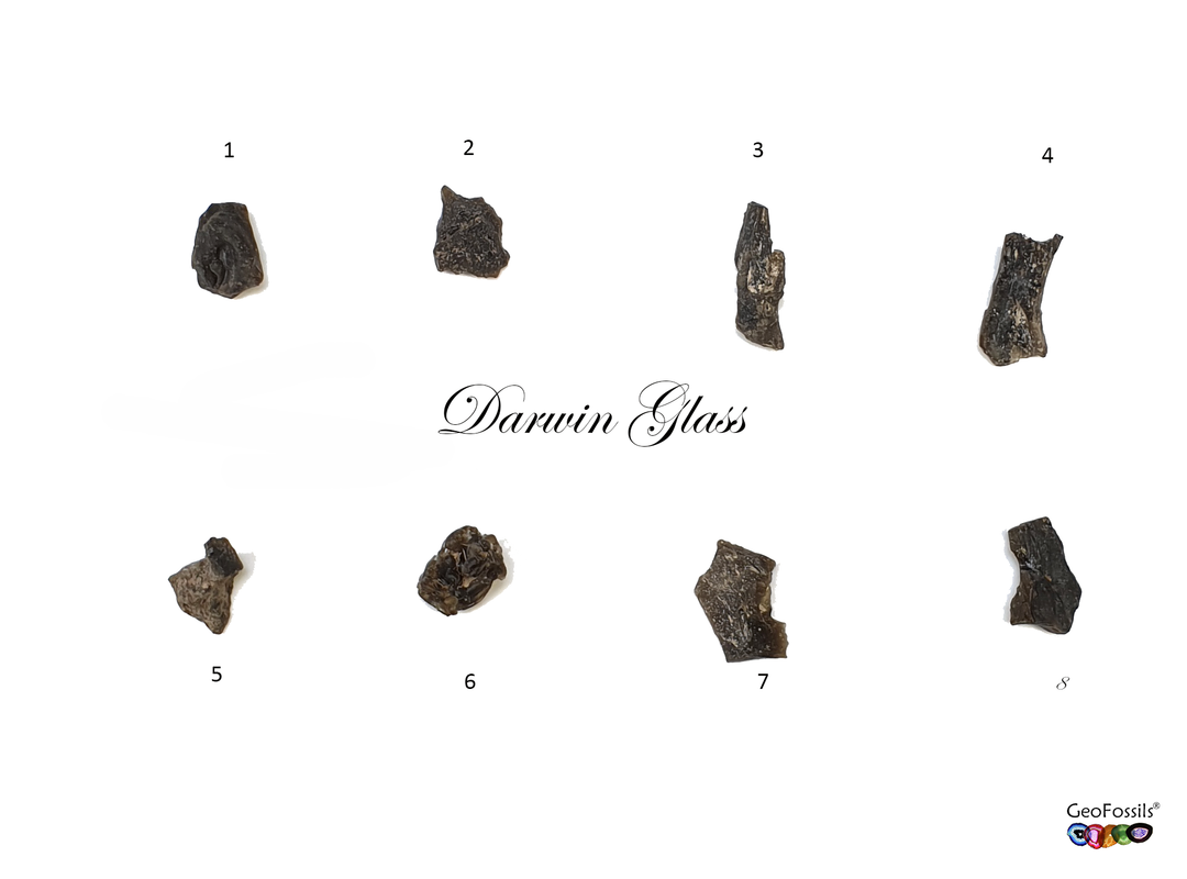 Darwin Glass