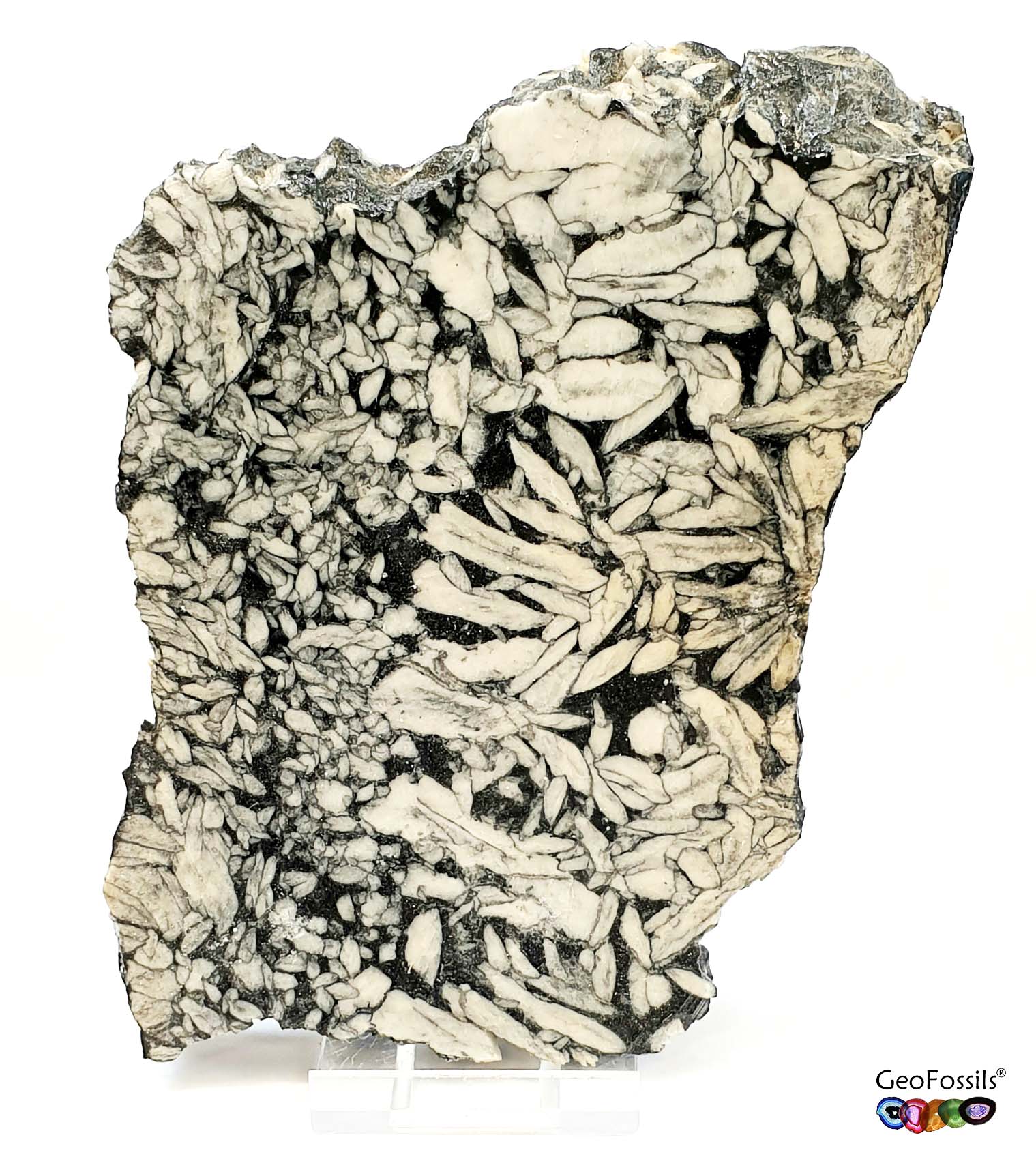 GeoFossils Pinolith Polished Healing Crystal Slice