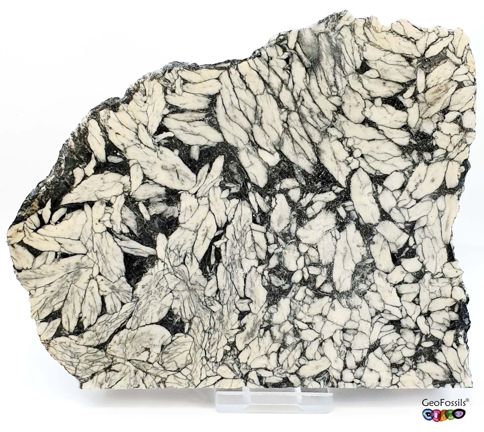 GeoFossils Pinolith Polished Healing Crystal Slice