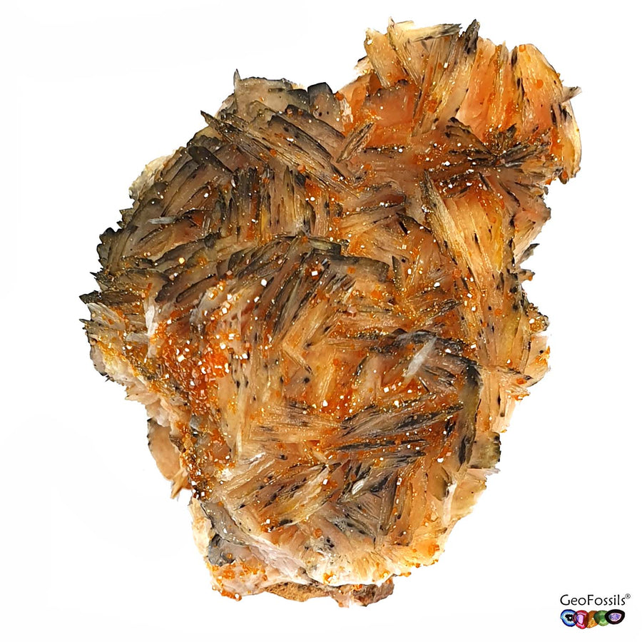 GeoFossils Vanadinite on Matrix with Black Baryte