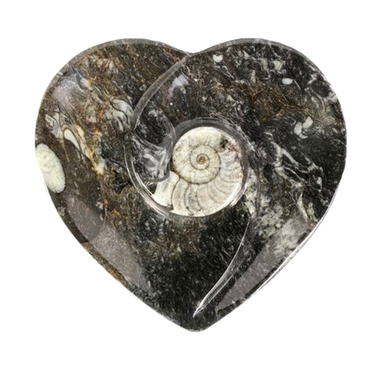 GeoFossils Heart Shape Goniatite Fossil Charging Cleansing Bowl