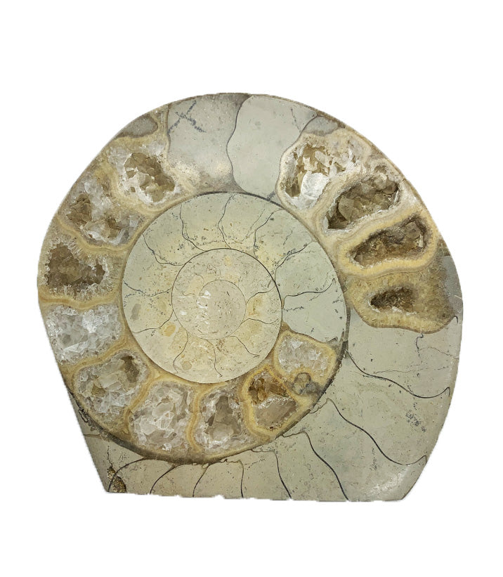 Hildoceras Ammonite polished half cut base
