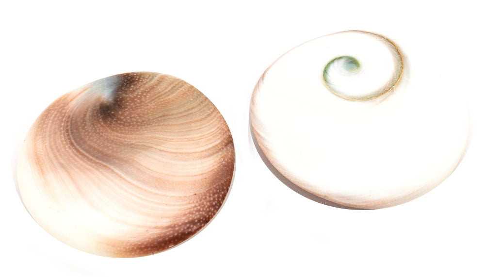 Shiva Shell Eye Protection Polished Tumble Stone