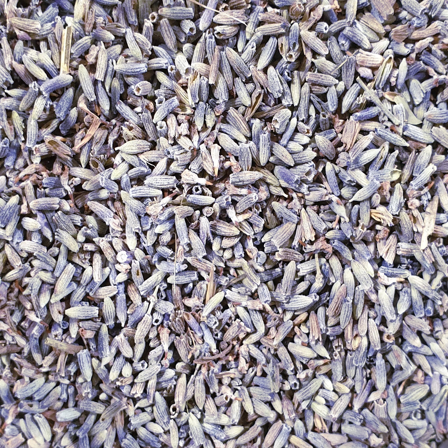 Lavender's magickal uses include love, protection, healing, sleep, purification, and peace.