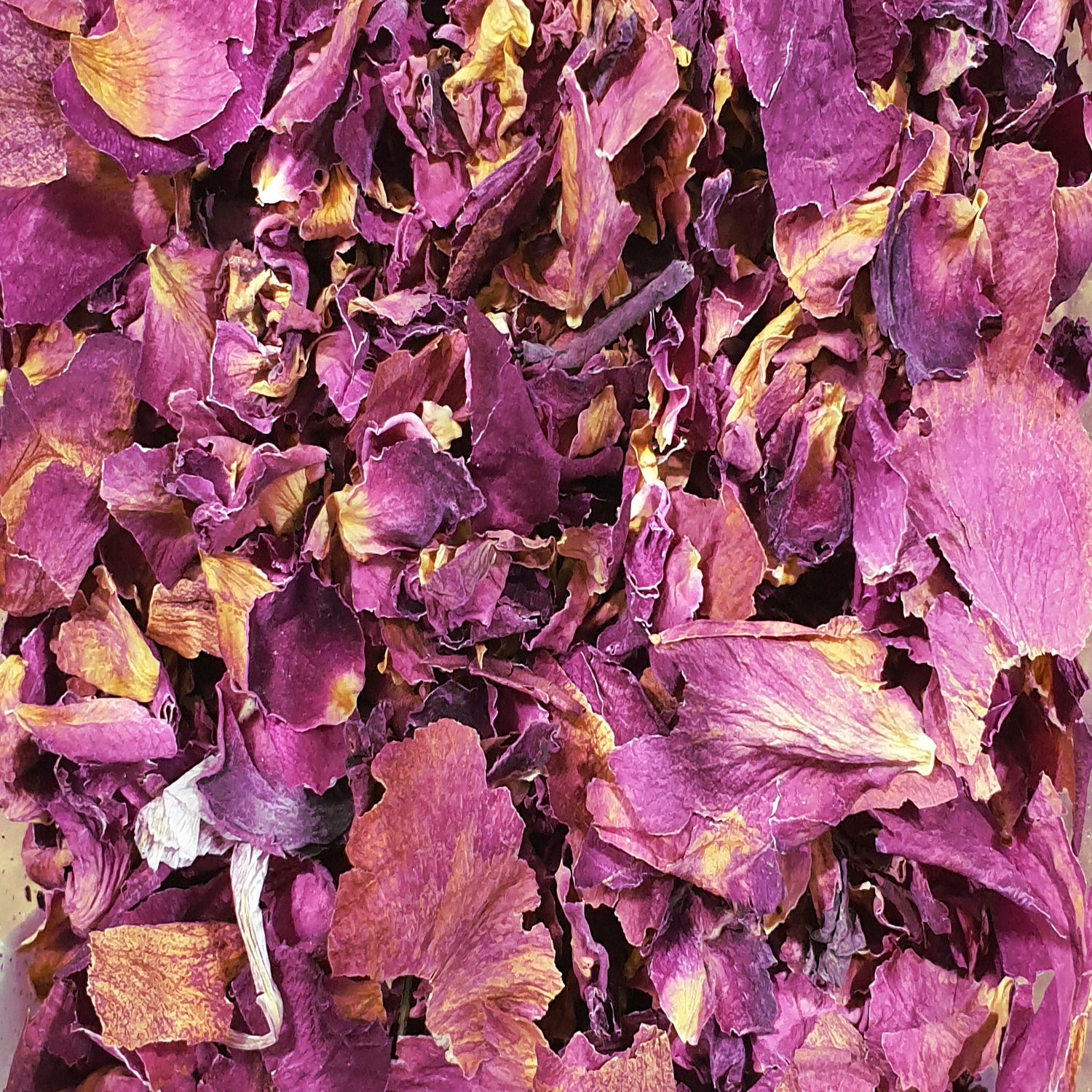 Rose petal magickal uses include promoting fertility, family, blessings, love, luck, happiness and blessings