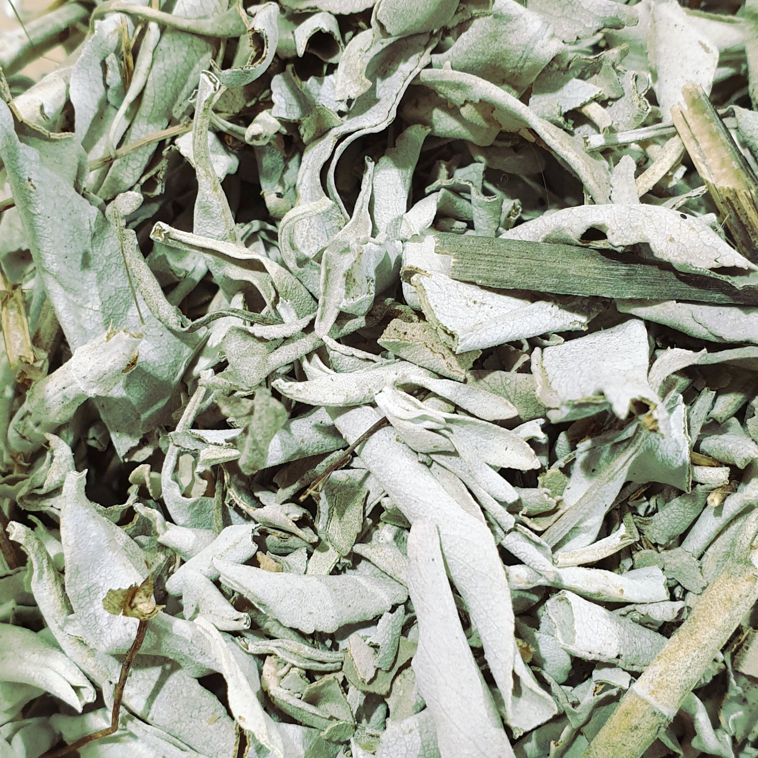 Sage magickal uses include smoke cleansing, protection and purification. 